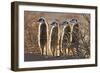 Meerkats-Tony Camacho-Framed Photographic Print