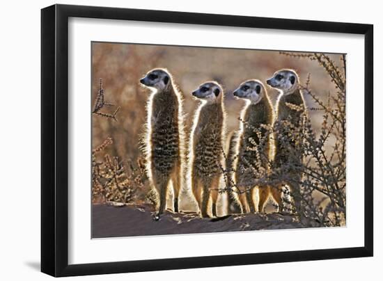 Meerkats-Tony Camacho-Framed Photographic Print