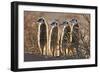 Meerkats-Tony Camacho-Framed Photographic Print