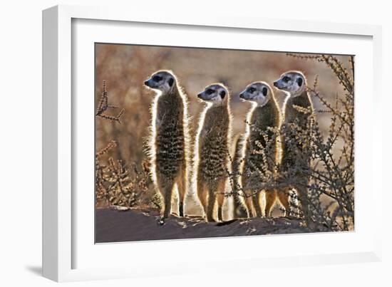 Meerkats-Tony Camacho-Framed Photographic Print