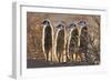 Meerkats-Tony Camacho-Framed Photographic Print