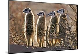 Meerkats-Tony Camacho-Mounted Photographic Print