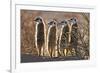 Meerkats-Tony Camacho-Framed Photographic Print