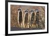 Meerkats-Tony Camacho-Framed Photographic Print