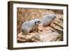 Meerkats-duallogic-Framed Photographic Print