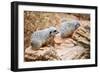 Meerkats-duallogic-Framed Photographic Print