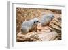 Meerkats-duallogic-Framed Photographic Print