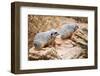 Meerkats-duallogic-Framed Photographic Print