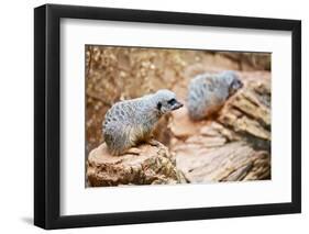 Meerkats-duallogic-Framed Photographic Print