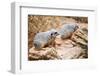 Meerkats-duallogic-Framed Photographic Print