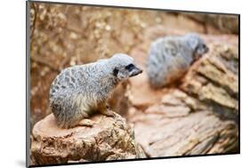 Meerkats-duallogic-Mounted Photographic Print