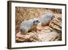 Meerkats-duallogic-Framed Photographic Print