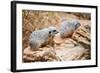 Meerkats-duallogic-Framed Photographic Print