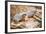 Meerkats-duallogic-Framed Photographic Print