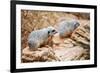 Meerkats-duallogic-Framed Photographic Print