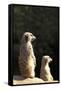 Meerkats-Karyn Millet-Framed Stretched Canvas