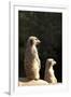 Meerkats-Karyn Millet-Framed Photographic Print