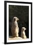 Meerkats-Karyn Millet-Framed Photographic Print