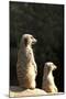 Meerkats-Karyn Millet-Mounted Photographic Print