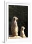 Meerkats-Karyn Millet-Framed Photographic Print