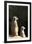 Meerkats-Karyn Millet-Framed Photographic Print