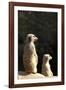 Meerkats-Karyn Millet-Framed Photographic Print