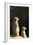 Meerkats-Karyn Millet-Framed Photographic Print