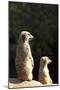 Meerkats-Karyn Millet-Mounted Photographic Print