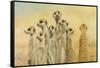 Meerkats-Henk Van Zanten-Framed Stretched Canvas