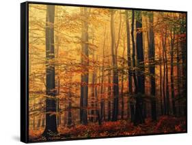 Meet Me in the Morning-Philippe Sainte-Laudy-Framed Stretched Canvas