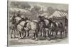 Meeting of the Lincolnshire Agricultural Society at Sleaford, First-Prize Team of Horses-Samuel John Carter-Stretched Canvas