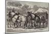 Meeting of the Lincolnshire Agricultural Society at Sleaford, First-Prize Team of Horses-Samuel John Carter-Mounted Giclee Print