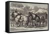 Meeting of the Lincolnshire Agricultural Society at Sleaford, First-Prize Team of Horses-Samuel John Carter-Framed Stretched Canvas