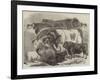 Meeting of the Royal Agricultural Society at Manchester, Prize Cattle-Samuel John Carter-Framed Giclee Print