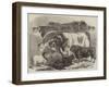 Meeting of the Royal Agricultural Society at Manchester, Prize Cattle-Samuel John Carter-Framed Giclee Print