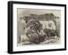 Meeting of the Royal Agricultural Society at Manchester, Prize Cattle-Samuel John Carter-Framed Giclee Print