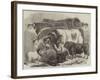 Meeting of the Royal Agricultural Society at Manchester, Prize Cattle-Samuel John Carter-Framed Giclee Print