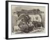 Meeting of the Royal Agricultural Society at Manchester, Prize Cattle-Samuel John Carter-Framed Giclee Print