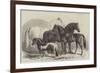 Meeting of the Royal Agricultural Society at Manchester, Prize Horses-Samuel John Carter-Framed Giclee Print