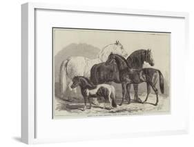 Meeting of the Royal Agricultural Society at Manchester, Prize Horses-Samuel John Carter-Framed Giclee Print