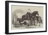 Meeting of the Royal Agricultural Society at Manchester, Prize Horses-Samuel John Carter-Framed Giclee Print