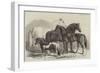 Meeting of the Royal Agricultural Society at Manchester, Prize Horses-Samuel John Carter-Framed Giclee Print