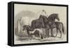 Meeting of the Royal Agricultural Society at Manchester, Prize Horses-Samuel John Carter-Framed Stretched Canvas