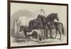 Meeting of the Royal Agricultural Society at Manchester, Prize Horses-Samuel John Carter-Framed Giclee Print