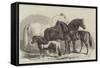 Meeting of the Royal Agricultural Society at Manchester, Prize Horses-Samuel John Carter-Framed Stretched Canvas