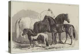 Meeting of the Royal Agricultural Society at Manchester, Prize Horses-Samuel John Carter-Stretched Canvas