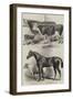 Meeting of the Royal Agricultural Society at Worcester, Prize Animals-Harrison William Weir-Framed Giclee Print