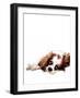 Meg the Spaniel on White, 2020, (Pen and Ink)-Mike Davis-Framed Giclee Print