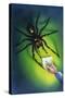 Mega-Spider at Home, Artwork by Lee Gibbons-null-Stretched Canvas