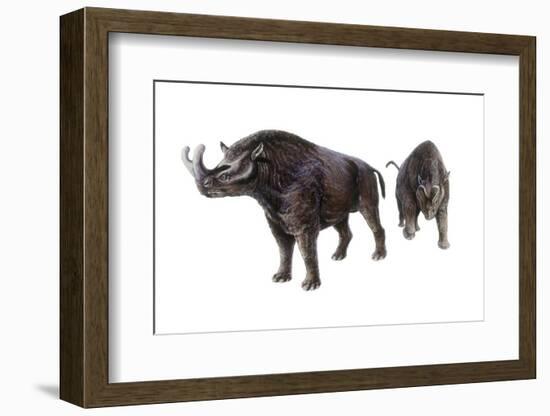 Megacerops-null-Framed Photographic Print